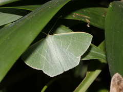 Pelagodes antiquadraria