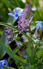 Corydalis solida