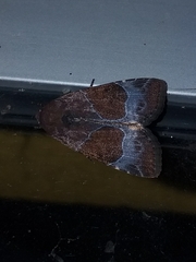 Hampsonodes mastoides