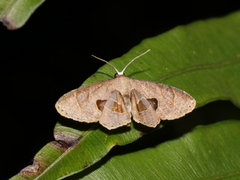 Phazaca leucocera