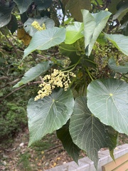 Macaranga tanarius