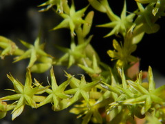 Sedum leibergii