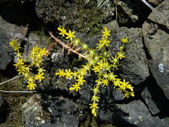 Sedum leibergii