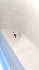 Evania appendigaster