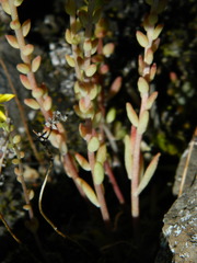 Sedum leibergii