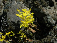 Sedum leibergii