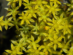 Sedum leibergii