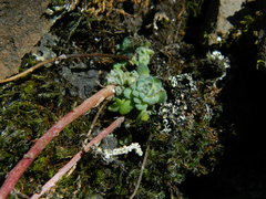 Sedum leibergii
