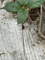 Leptocoris vicinus
