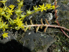 Sedum leibergii