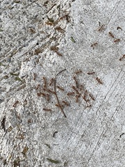 Oecophylla smaragdina