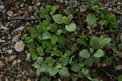 Antennaria plantaginifolia
