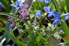 Corydalis solida