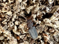 Uleiota dubia