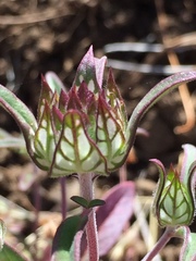 Monardella douglasii