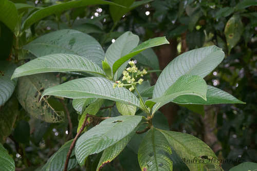 Psychotria micrantha, photograph 4