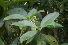 Psychotria micrantha