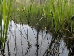 Carex chordorrhiza