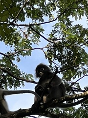 Trachypithecus obscurus