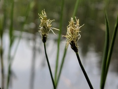 Carex chordorrhiza