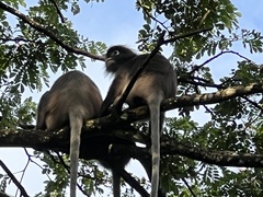 Trachypithecus obscurus