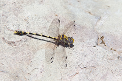 Progomphus borealis