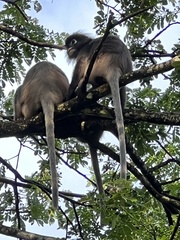 Trachypithecus obscurus