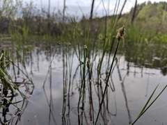 Carex chordorrhiza