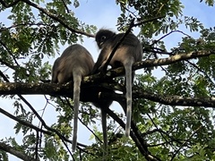 Trachypithecus obscurus