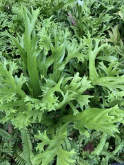 Microsorum punctatum