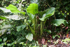 Goeppertia inocephala