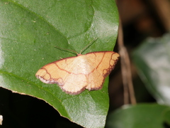 Pylargosceles steganioides