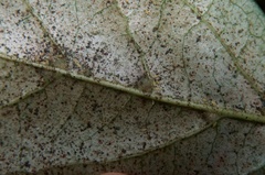 Heliothrips haemorrhoidalis