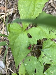 Leptocoris vicinus