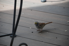 Zonotrichia albicollis