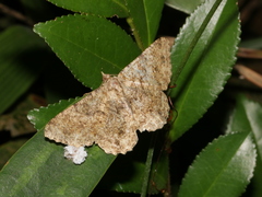 Racotis boarmiaria