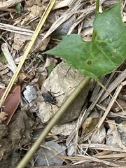 Diptera