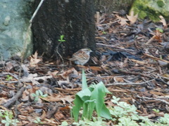 Zonotrichia albicollis