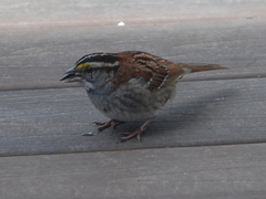 Zonotrichia albicollis