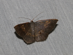 Serratophyga subangulata
