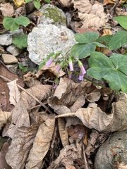 Oxalis debilis