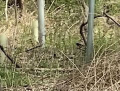 Pipilo erythrophthalmus