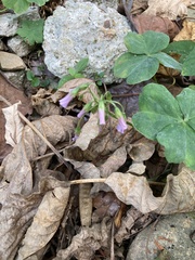 Oxalis debilis