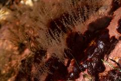 Obelia