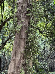 Ficus