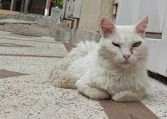 Image of Felis catus