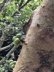Ficus