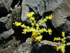 Sedum leibergii