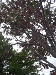 Robinia hispida
