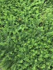 Phyllanthus myrtifolius